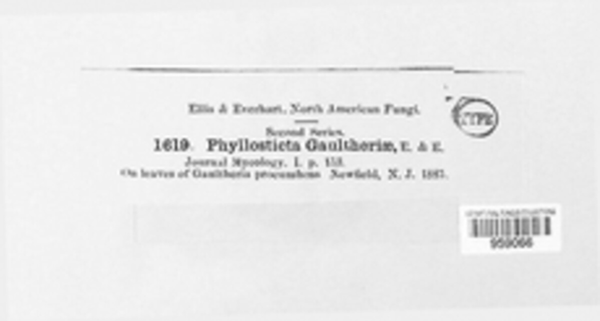 Phyllosticta gaultheriae image